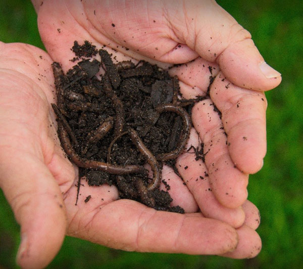 Earthworms: Free fertilizer for lawns