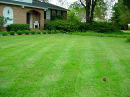 Our love affair with lawns