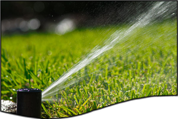 The basics of Water-Wise landscaping