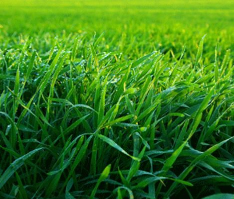 Creating a self-sufficient lawn