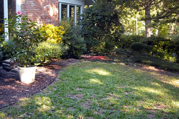 Growing grass in the shade: Tips for Success