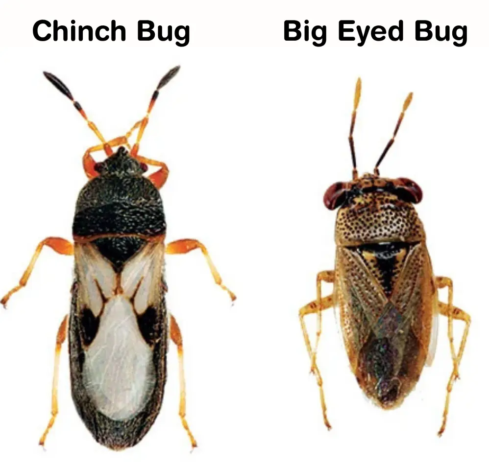 Big-eyed bug vs chinch bug