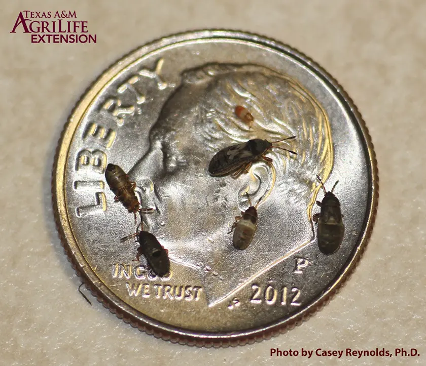 Chinch bugs on a dime