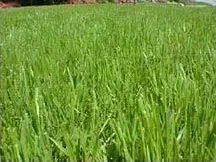 Green grass