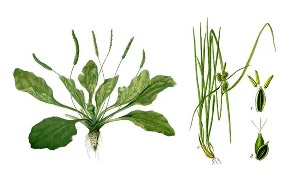 Plantain weed and Nutsedge