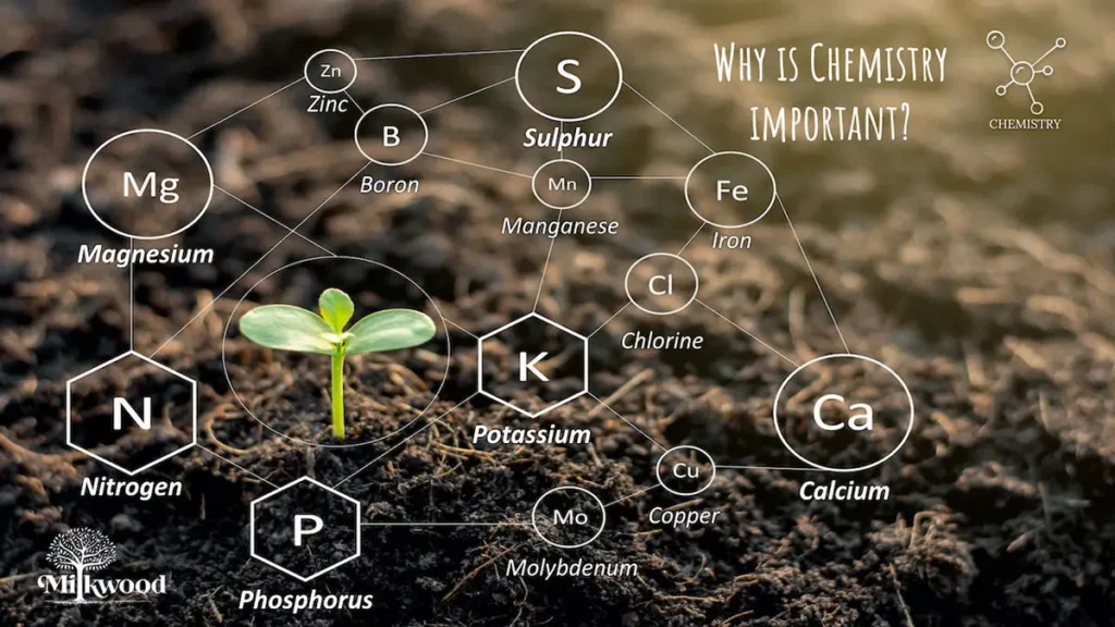 Soil with single sprouting plant