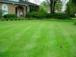 Beautiful green lawn