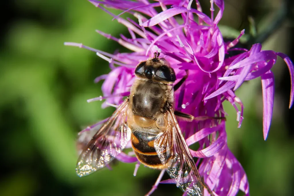Bee on flower