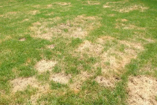 Brown patches on grass