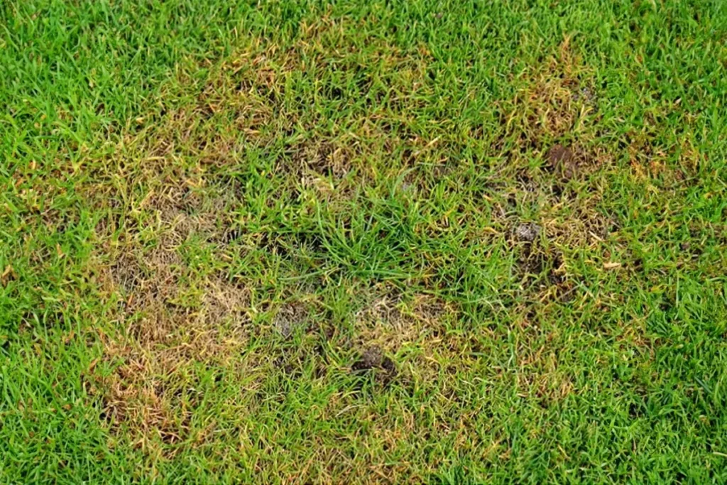 Brown patches on grass