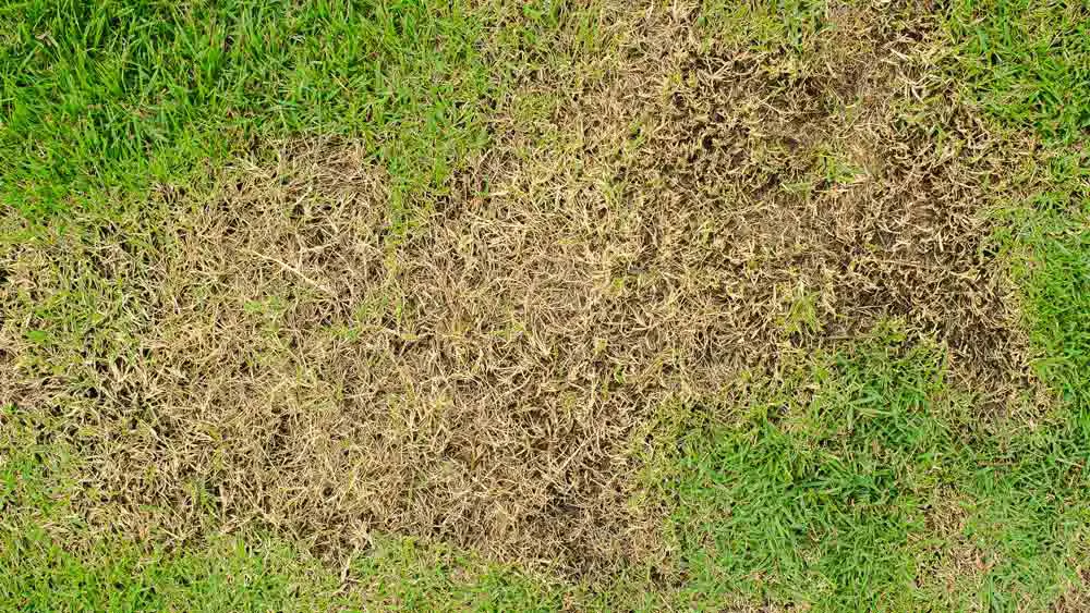 Brown patches on grass