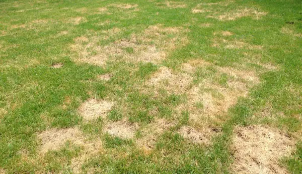 Brown patches on lawn