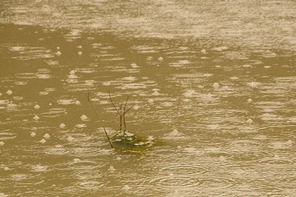 Drops of rain falling on water