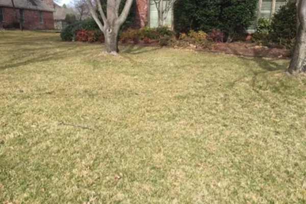 Dry brown lawn
