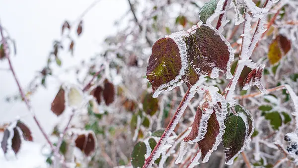 Frozen leaves
