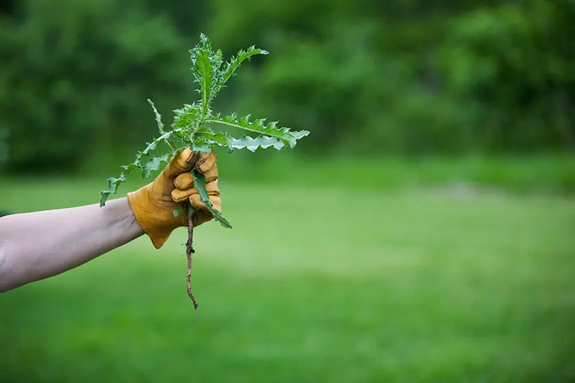Holding a weed in a hand