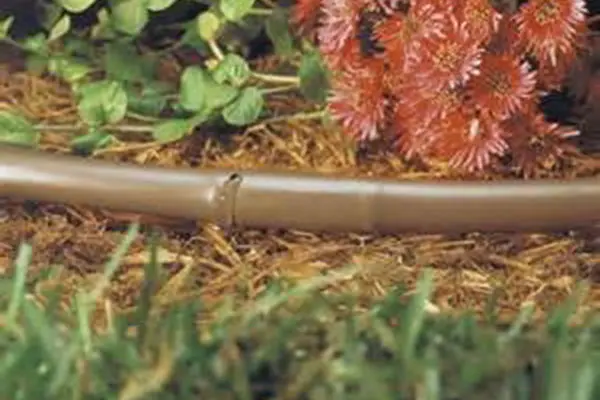 Installing drip irrigation