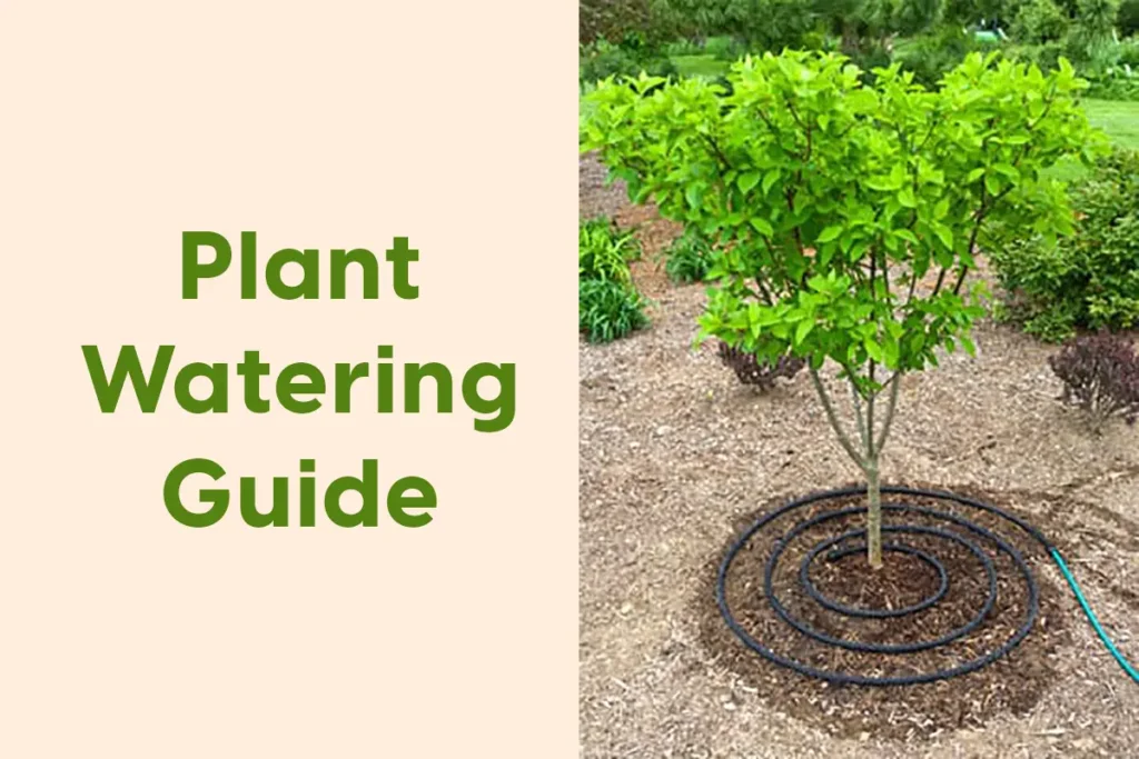 Plant watering guide