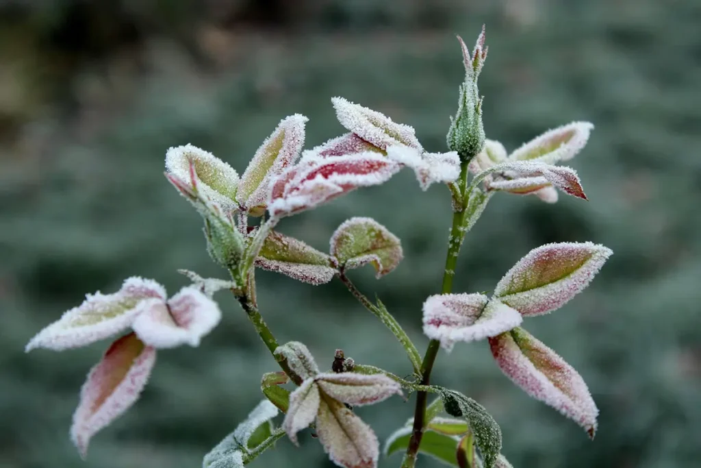 Plants with frost on it