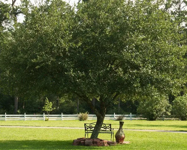 Tree in the center of a lawn
