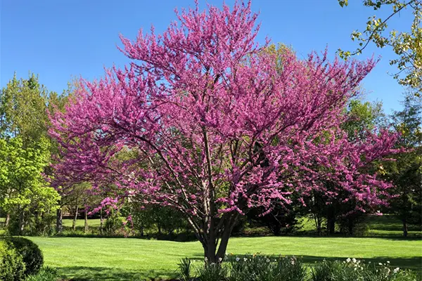 Tree with purple flowers