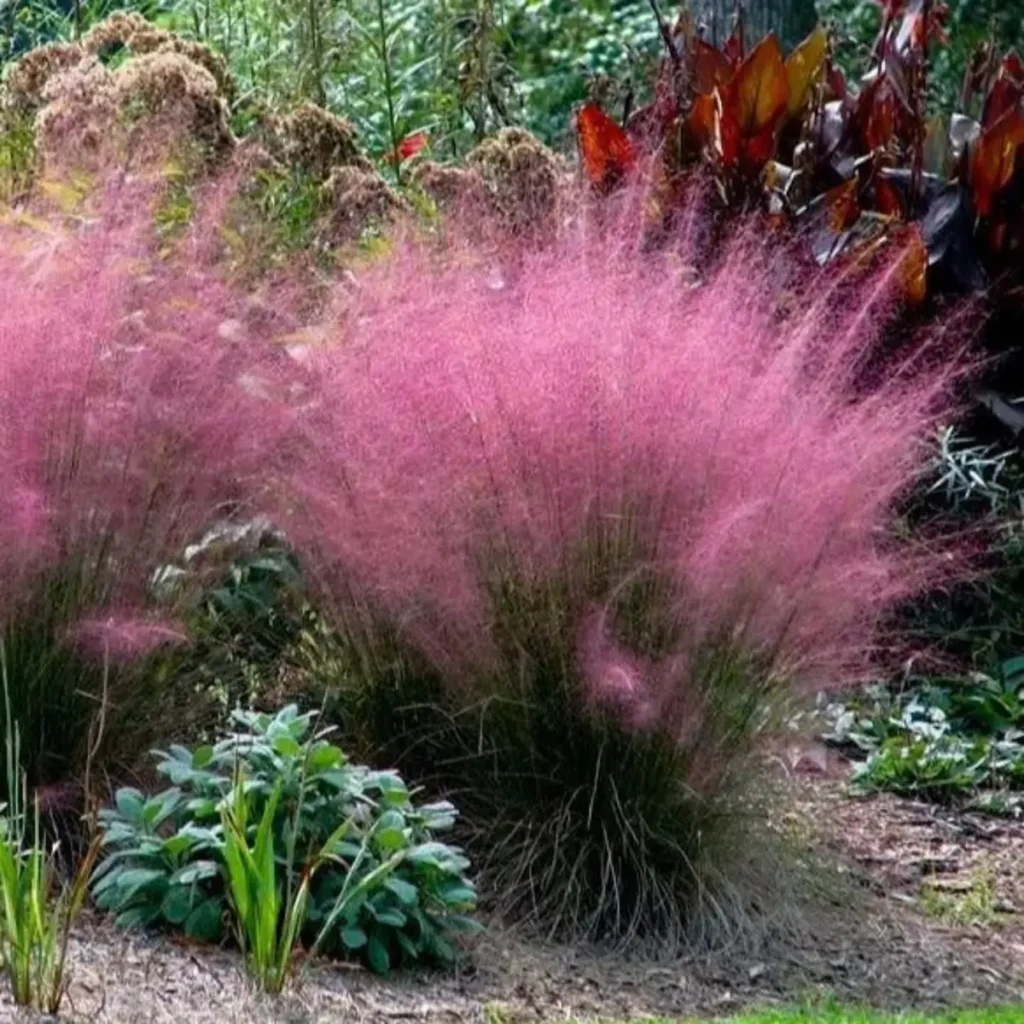 Pink flowers on plant
